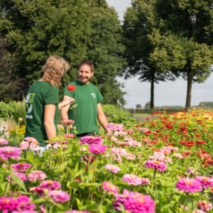 Medewerkers van Pieterpik in een veld met bloemen die zijn gegroeid uit zaden